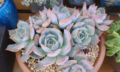 看看多肉这一个多月来的对比，就知道它们有多大的进步 - 图画吧TUHUABA