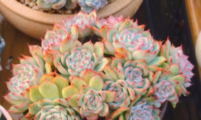 看看多肉这一个多月来的对比，就知道它们有多大的进步 - 图画吧TUHUABA