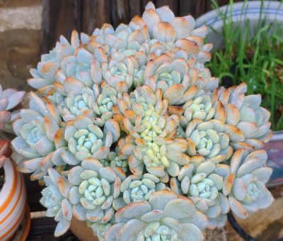 看看多肉这一个多月来的对比，就知道它们有多大的进步 - 图画吧TUHUABA