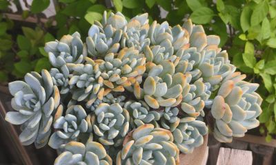 看看多肉这一个多月来的对比，就知道它们有多大的进步 - 图画吧TUHUABA