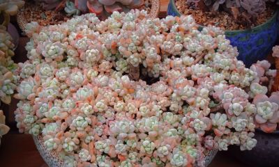 看看多肉这一个多月来的对比，就知道它们有多大的进步 - 图画吧TUHUABA