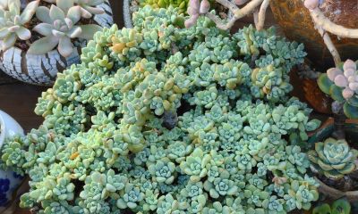 看看多肉这一个多月来的对比，就知道它们有多大的进步 - 图画吧TUHUABA