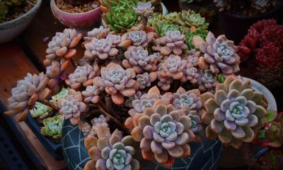 看看多肉这一个多月来的对比，就知道它们有多大的进步 - 图画吧TUHUABA