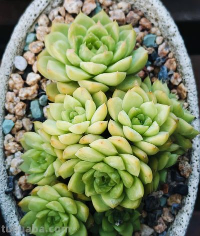 看看多肉这一个多月来的对比，就知道它们有多大的进步 - 图画吧TUHUABA