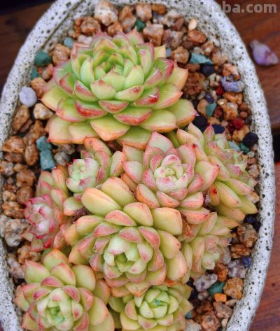 看看多肉这一个多月来的对比，就知道它们有多大的进步 - 图画吧TUHUABA