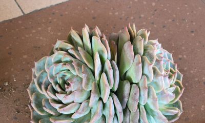 又收到一批多肉，名字又有点乱 - 今日头条