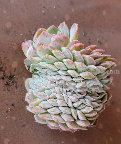 又收到一批多肉，名字又有点乱 - 图画吧TUHUABA