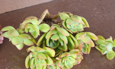 又收到一批多肉，名字又有点乱 - 图画吧TUHUABA