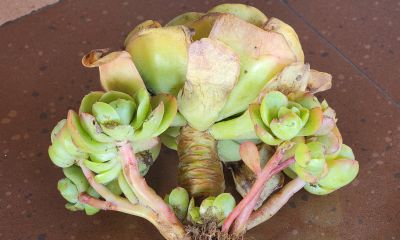 又收到一批多肉，名字又有点乱 - 图画吧TUHUABA