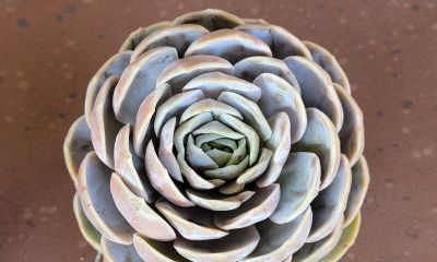 又收到一批多肉，名字又有点乱 - 图画吧TUHUABA