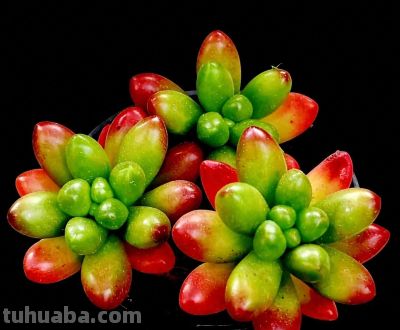 全球多达1万种的美丽的多肉植 - 今日头条