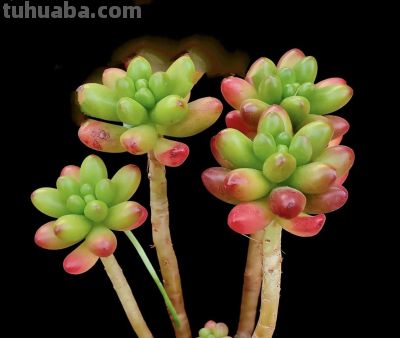 全球多达1万种的美丽的多肉植 - 图画吧TUHUABA