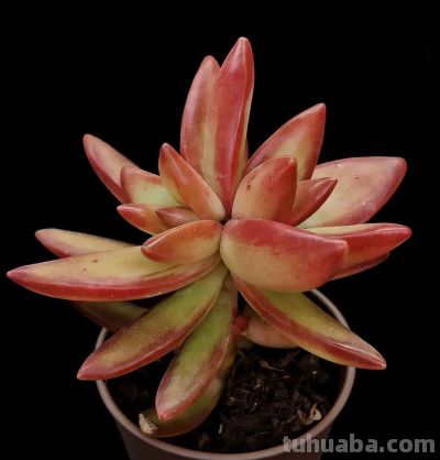 全球多达1万种的美丽的多肉植 - 图画吧TUHUABA