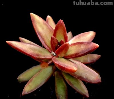 全球多达1万种的美丽的多肉植 - 图画吧TUHUABA