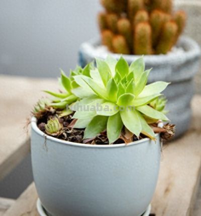 多肉养护终极指南：从入门到精通，让你的“萌肉”肥美又漂亮！ - 今日头条