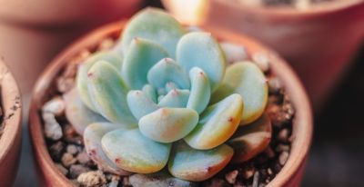 多肉养护终极指南：从入门到精通，让你的“萌肉”肥美又漂亮！ - 图画吧TUHUABA