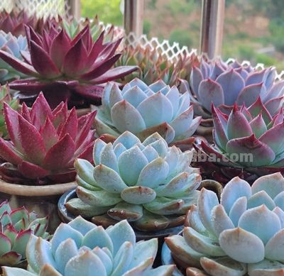 冬日的多肉——你养对了吗？ - 图画吧TUHUABA