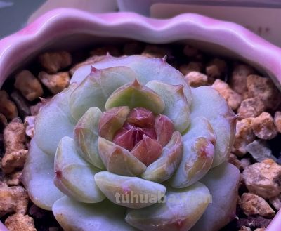 冬日的多肉——你养对了吗？ - 图画吧TUHUABA