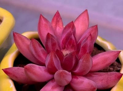 冬日的多肉——你养对了吗？ - 图画吧TUHUABA