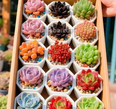 冬日的多肉——你养对了吗？ - 图画吧TUHUABA