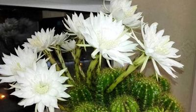 仙人球养得好多久能开花 - 今日头条