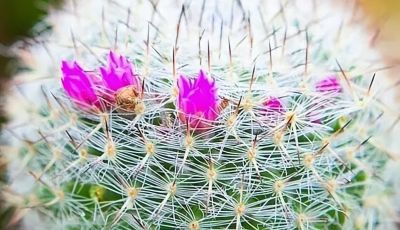 仙人球养得好多久能开花 - 图画吧TUHUABA