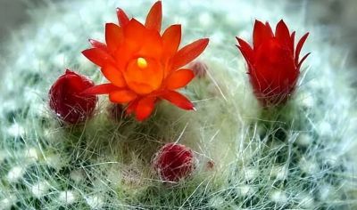 仙人球养得好多久能开花 - 图画吧TUHUABA