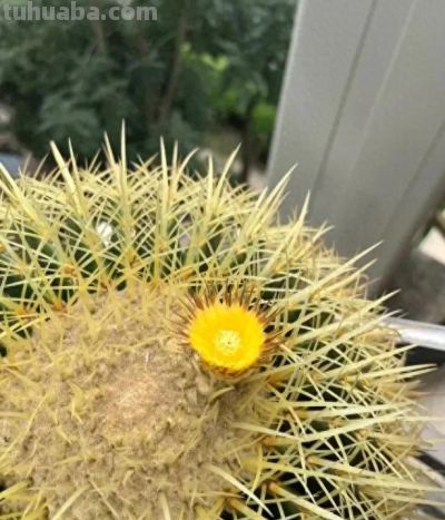 金虎仙人球，养了20年，比足球还要大！根本养不死！ - 今日头条