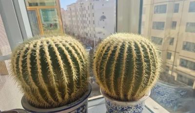 金虎仙人球，养了20年，比足球还要大！根本养不死！ - 图画吧TUHUABA