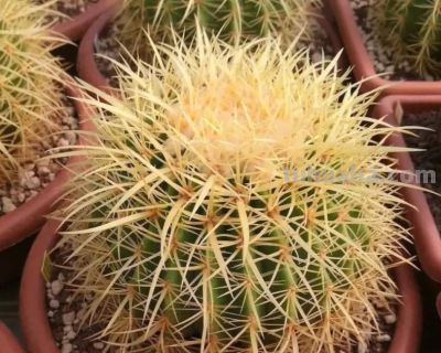 金虎仙人球，养了20年，比足球还要大！根本养不死！ - 图画吧TUHUABA