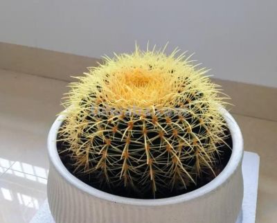 金虎仙人球，养了20年，比足球还要大！根本养不死！ - 图画吧TUHUABA