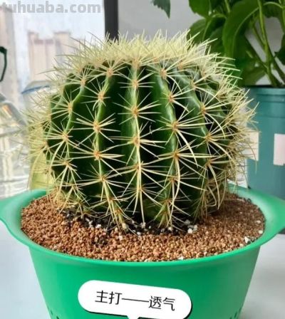 金虎仙人球，养了20年，比足球还要大！根本养不死！ - 图画吧TUHUABA