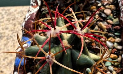 仙人球的刺怎么养护才更好 - 今日头条