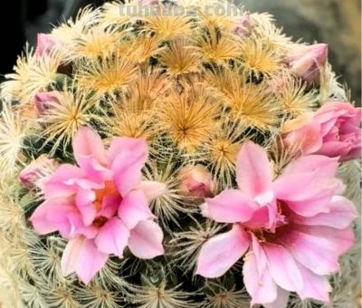 仙人球的刺怎么养护才更好 - 图画吧TUHUABA