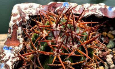 仙人球的刺怎么养护才更好 - 图画吧TUHUABA