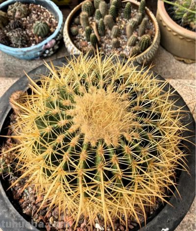 仙人球的刺怎么养护才更好 - 图画吧TUHUABA