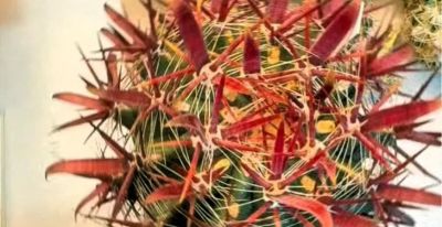 仙人球的刺怎么养护才更好 - 图画吧TUHUABA