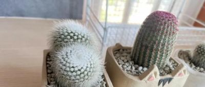 北京一老太太，因“室内仙人球”而走红，那叫一个治愈，真高级 - 图画吧TUHUABA