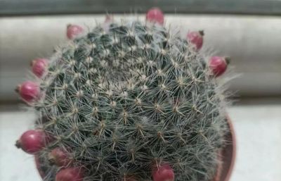 北京一老太太，因“室内仙人球”而走红，那叫一个治愈，真高级 - 图画吧TUHUABA