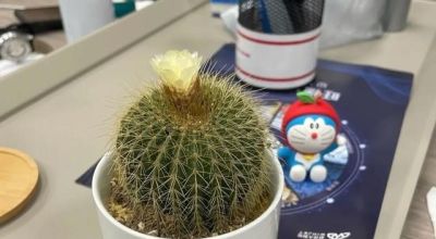 北京一老太太，因“室内仙人球”而走红，那叫一个治愈，真高级 - 图画吧TUHUABA