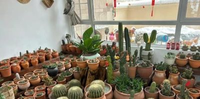 北京一老太太，因“室内仙人球”而走红，那叫一个治愈，真高级 - 图画吧TUHUABA