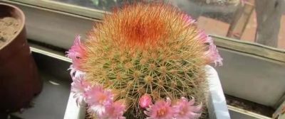 北京一老太太，因“室内仙人球”而走红，那叫一个治愈，真高级 - 图画吧TUHUABA