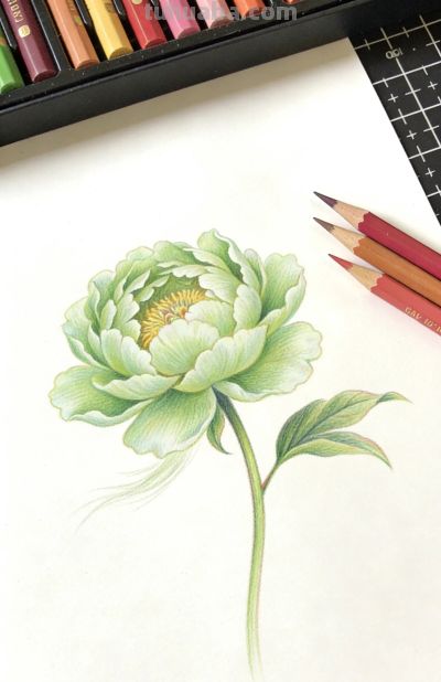 唯美彩铅花卉插画一组 - 图画吧TUHUABA