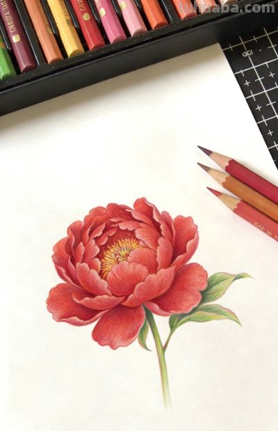 唯美彩铅花卉插画一组 - 图画吧TUHUABA