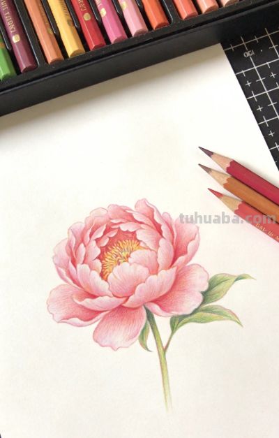 唯美彩铅花卉插画一组 - 图画吧TUHUABA