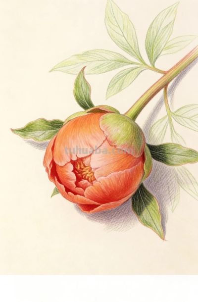 这样的彩铅插画是不是很唯美？收藏做壁纸更棒 - 图画吧TUHUABA