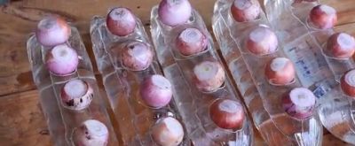 家庭版种植洋葱方法 易学 简单一看就会 - 今日头条 家庭版种植洋葱方法 易学 简单一看就会 - 图画吧TUHUABA