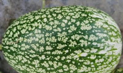 懒汉西瓜：家庭种植的省心之选 - 图画吧TUHUABA