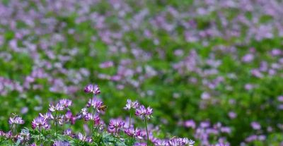 家庭种植实用技巧 废物变宝又养土 - 图画吧TUHUABA