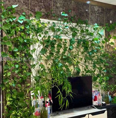 阳台养绿萝总黄叶？4个关键技巧，新手也能养出爆盆绿植 - 今日头条